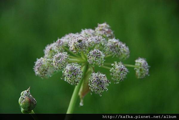 DSC_9126.JPG DSC_9126.JPG