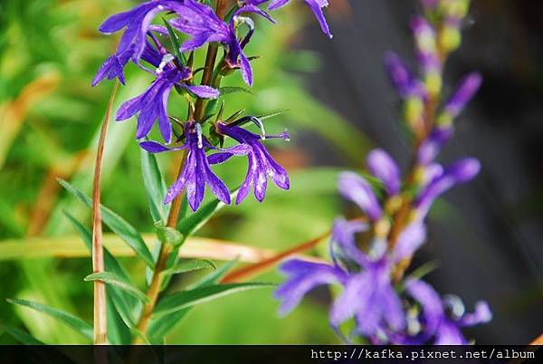 DSC_9252.JPG DSC_9252.JPG