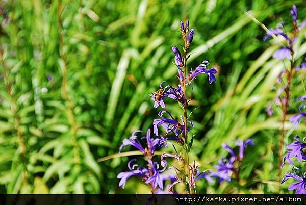 DSC_9313.JPG DSC_9313.JPG