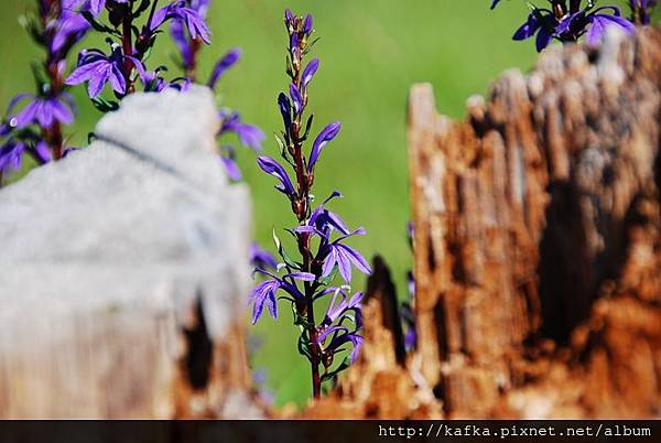 DSC_9323.JPG DSC_9323.JPG