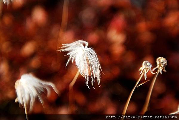 09DSC_9667.JPG 09DSC_9667.JPG