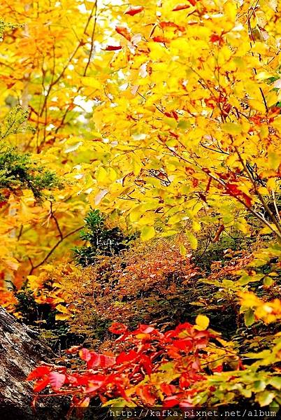 04DSC_0235.JPG 04DSC_0235.JPG