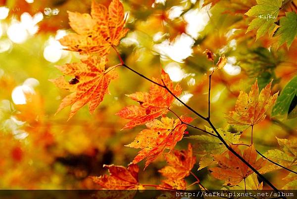 09DSC_0236.JPG 09DSC_0236.JPG