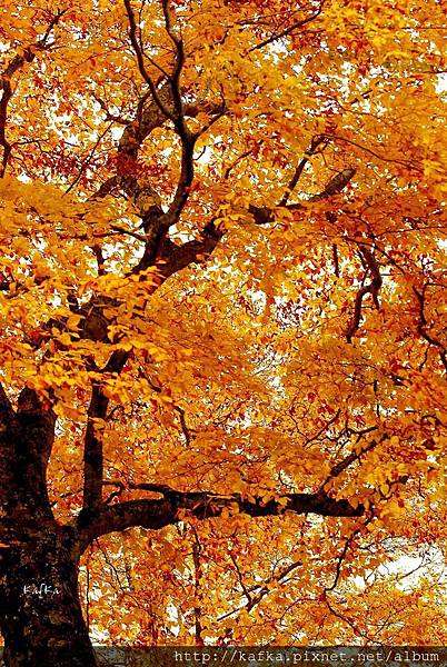 10DSC_0250.JPG 10DSC_0250.JPG