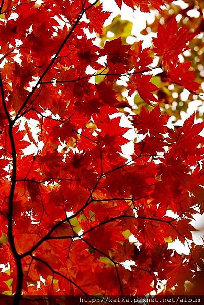 15DSC_0252.JPG 15DSC_0252.JPG