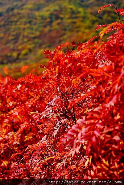 13DSC_9388.JPG 13DSC_9388.JPG