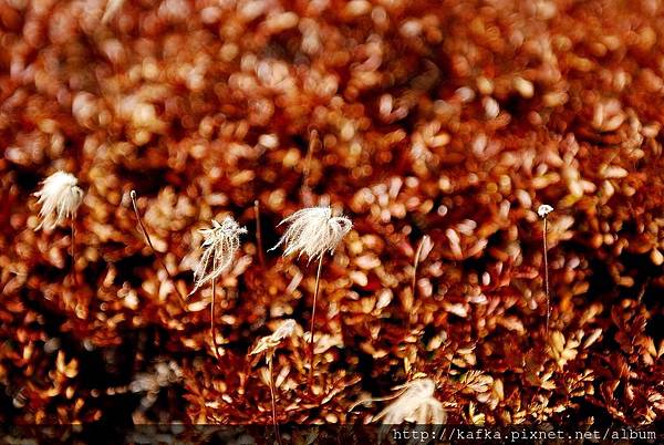 DSC_9821.JPG DSC_9821.JPG