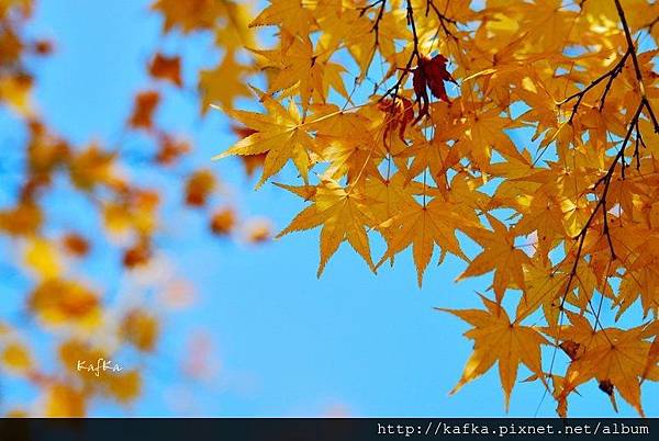 11DSC_9633.JPG 11DSC_9633.JPG