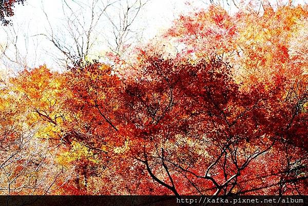 DSC_9462.JPG DSC_9462.JPG