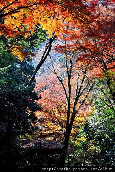 DSC_9461.JPG DSC_9461.JPG