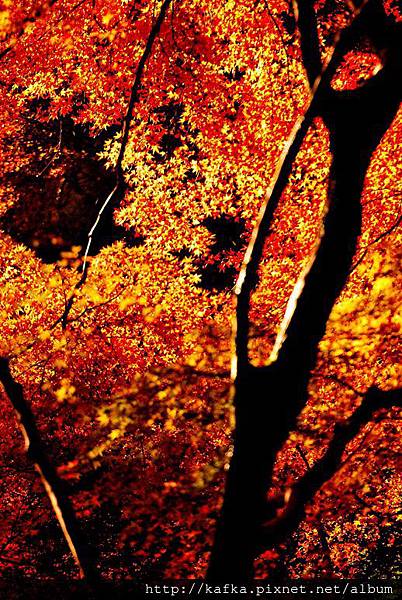 DSC_9481.JPG DSC_9481.JPG