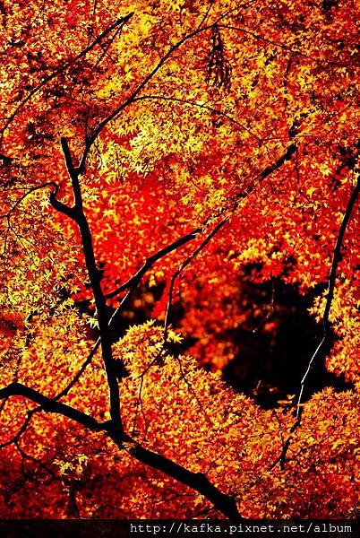 DSC_9480.JPG DSC_9480.JPG