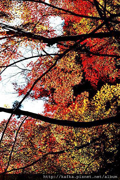 DSC_9498.JPG DSC_9498.JPG