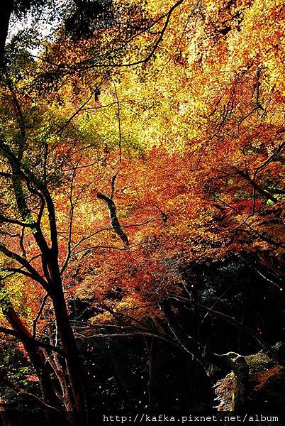 DSC_9522.JPG DSC_9522.JPG