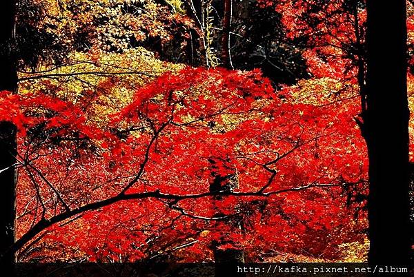 DSC_9512.JPG DSC_9512.JPG