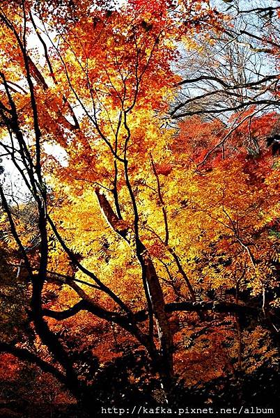 DSC_9537.JPG DSC_9537.JPG