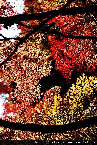 DSC_9500.JPG DSC_9500.JPG