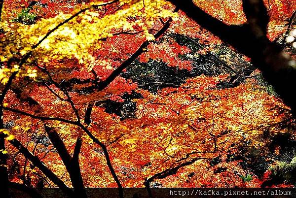 DSC_9509.JPG DSC_9509.JPG