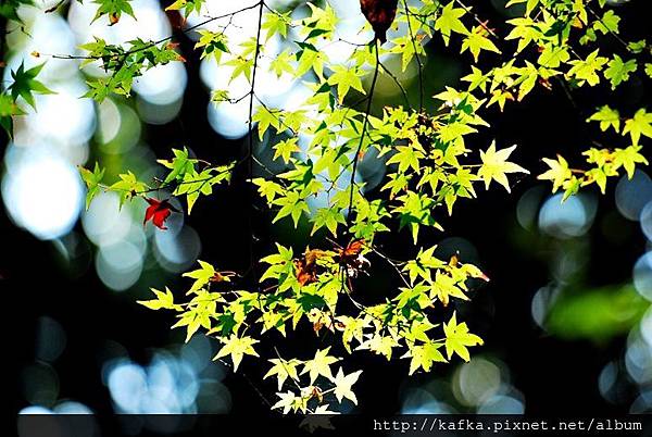 DSC_9575.JPG DSC_9575.JPG