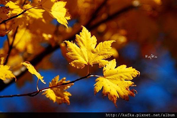 05DSC_1160.JPG 05DSC_1160.JPG