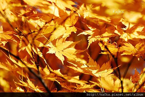 19DSC_1177.JPG 19DSC_1177.JPG