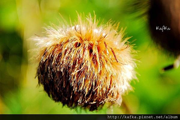 22DSC_1472.JPG 22DSC_1472.JPG