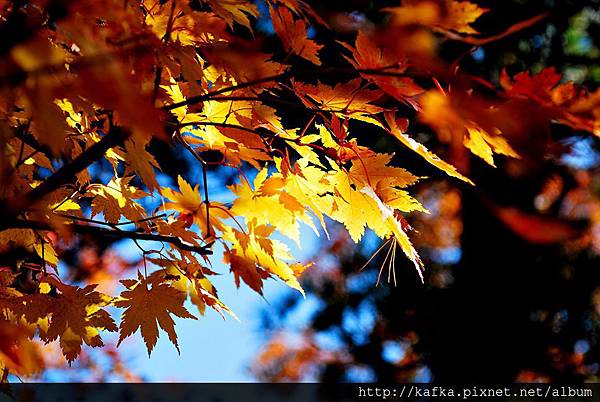 DSC_1127.JPG DSC_1127.JPG