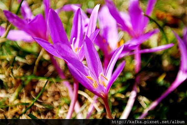 DSC_1538.JPG DSC_1538.JPG