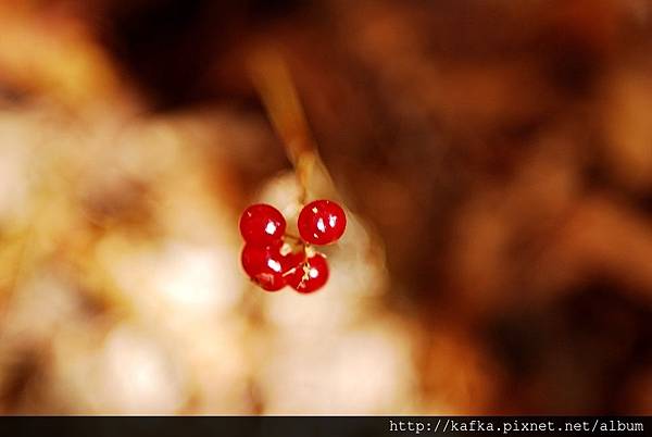 DSC_1258.JPG DSC_1258.JPG