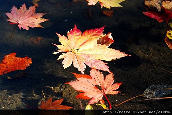 DSC_1335.JPG DSC_1335.JPG