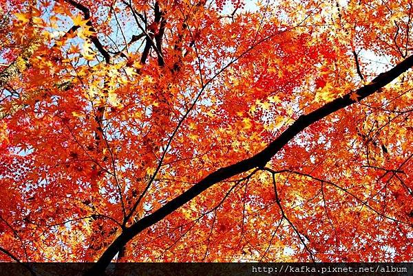 11DSC_7848.JPG 11DSC_7848.JPG