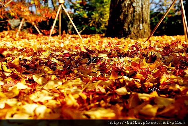 12DSC_7818.JPG 12DSC_7818.JPG