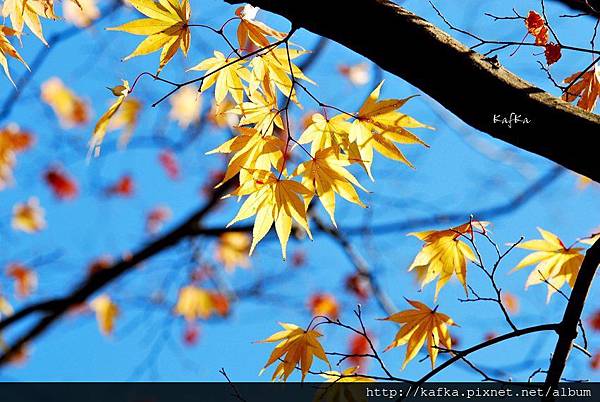 15DSC_7690.JPG 15DSC_7690.JPG