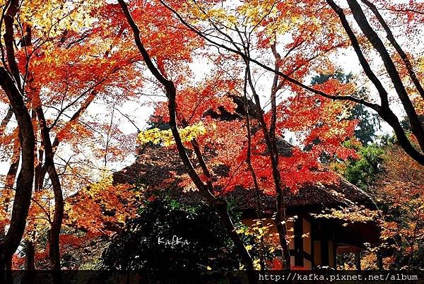 17DSC_7872.JPG 17DSC_7872.JPG