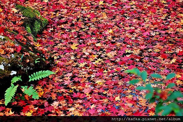 13DSC_7765.JPG 13DSC_7765.JPG