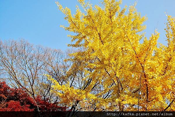 DSC_7517.JPG DSC_7517.JPG