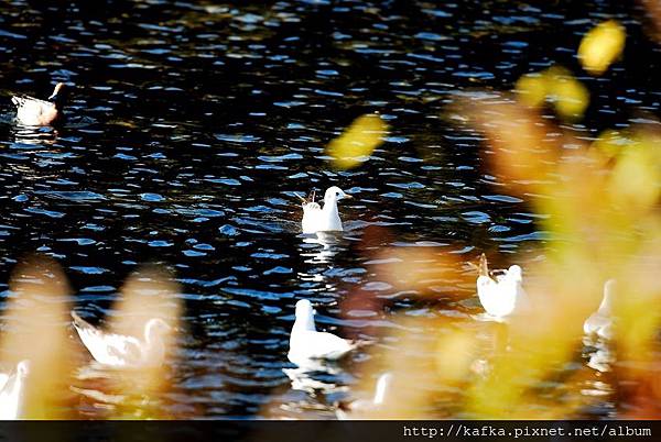 DSC_7561.JPG DSC_7561.JPG