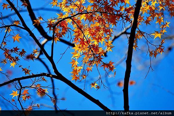 DSC_7746.JPG DSC_7746.JPG