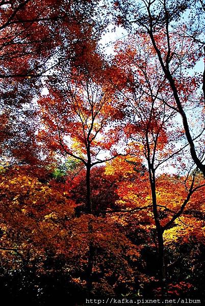 DSC_7772.JPG DSC_7772.JPG