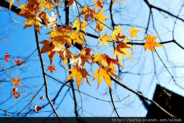 DSC_7787.JPG DSC_7787.JPG