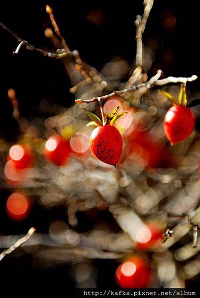 DSC_7810.JPG DSC_7810.JPG