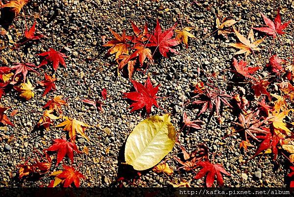 DSC_7826.JPG DSC_7826.JPG