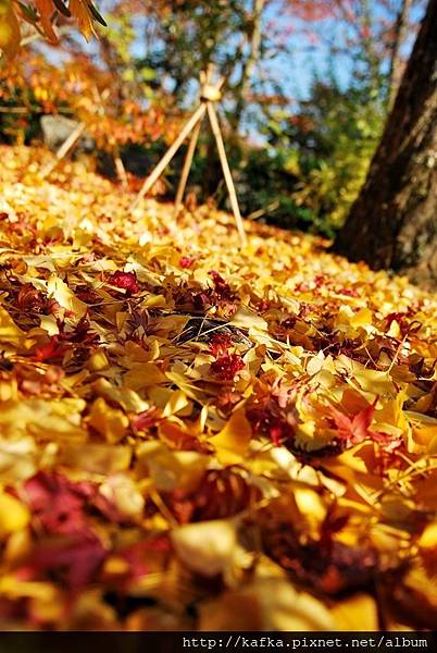 DSC_7817.JPG DSC_7817.JPG