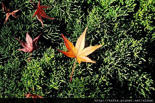 DSC_7821.JPG DSC_7821.JPG