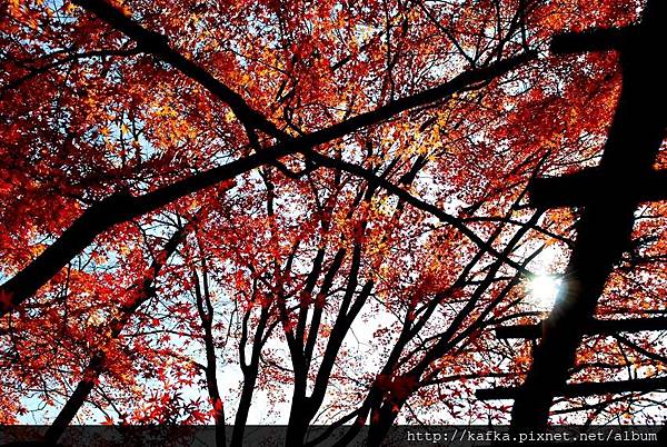 DSC_7850.JPG DSC_7850.JPG