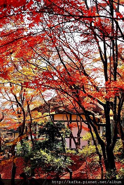 DSC_7870.JPG DSC_7870.JPG