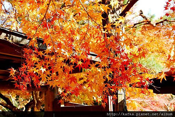 DSC_7880.JPG DSC_7880.JPG