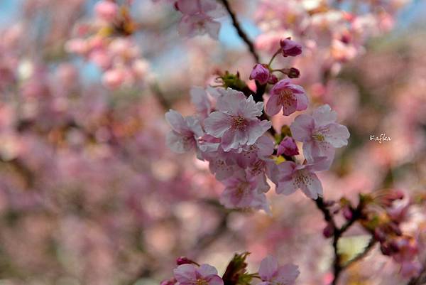 08DSC_4362.JPG 08DSC_4362.JPG