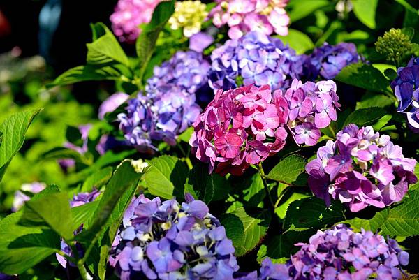 01DSC_6109.JPG 01DSC_6109.JPG