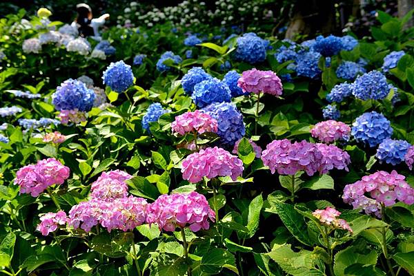 06DSC_6160.JPG 06DSC_6160.JPG